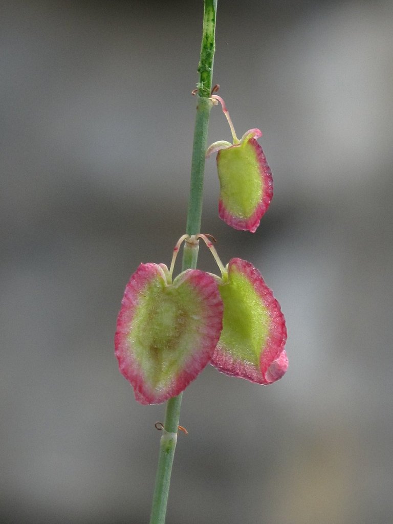 Rumex scutatus